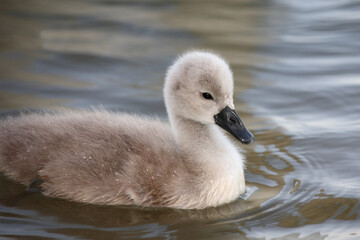 Höckerschwan / Mute swan / Cygnus olor.