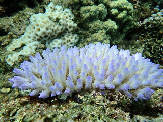 地球温暖化、石垣島の海のサンゴ