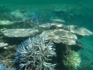 水中環境、真っ白にかわるサンゴたち