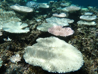 水中環境、海水温が上がって白化したサンゴ