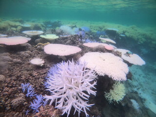 温暖化、サンゴの白化現象