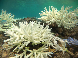 Fototapeta na wymiar 水温上昇、変わりゆくサンゴ