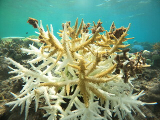 海水温上昇、死にゆくサンゴたち