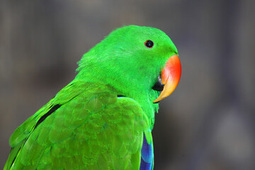 Edelpapagei / Eclectus parrot / Eclectus roratus.