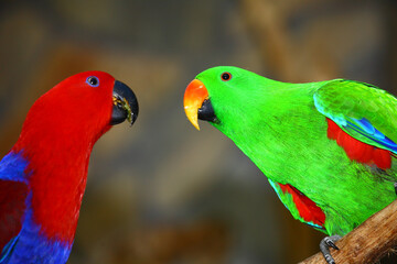 Edelpapagei / Eclectus parrot / Eclectus roratus.