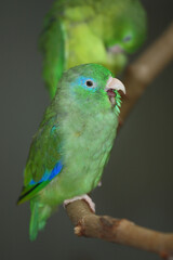 Augenring-Sperlingspapagei / Spectacled parrotlet / Forpus conspicillatus