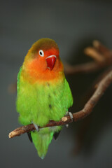 Fototapeta na wymiar Augenring-Sperlingspapagei / Spectacled parrotlet / Forpus conspicillatus