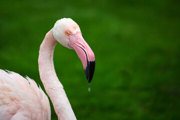 Rosaflamingo  / Greater flamingo / Phoenicopterus roseus