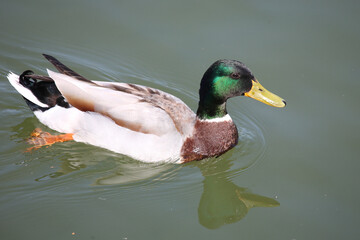 Stockente / Mallard / Anas platyrhynchos