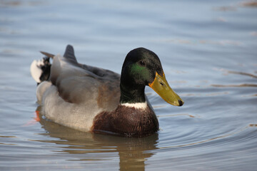 Stockente / Mallard / Anas platyrhynchos