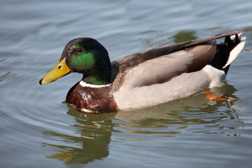 Stockente / Mallard / Anas platyrhynchos