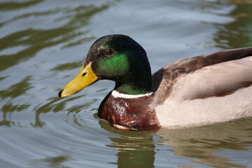 Stockente / Mallard / Anas platyrhynchos