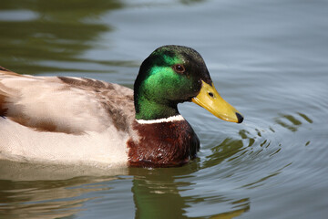 Stockente / Mallard / Anas platyrhynchos