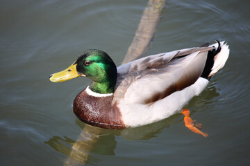 Fototapeta premium Stockente / Mallard / Anas platyrhynchos
