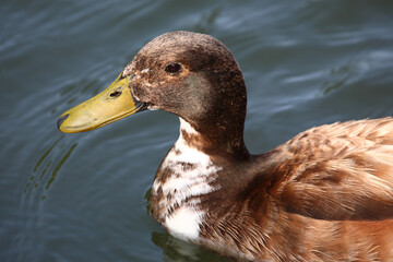 Stockenten-Hybrid / Mallard-Hybrid / Anas platyrhynchos
