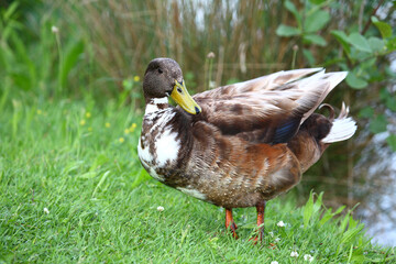 Stockenten-Hybrid / Mallard-Hybrid / Anas platyrhynchos