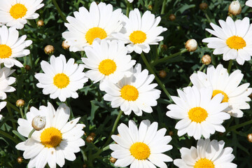 Blume / Flower / Flos