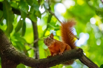 Naklejka na ściany i meble Red-tailed squirrel on tree branch.