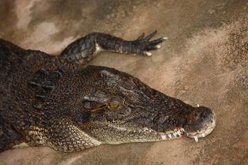 Leistenkrokodil / Saltwater crocodile / Crocodylus porosus