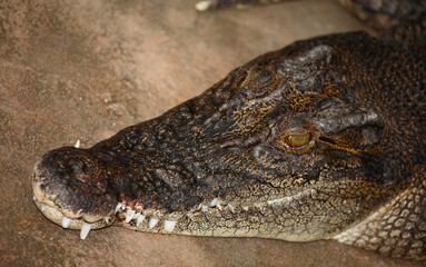 Leistenkrokodil / Saltwater crocodile / Crocodylus porosus