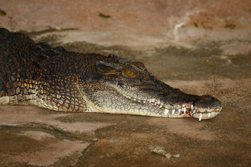 Leistenkrokodil / Saltwater crocodile / Crocodylus porosus