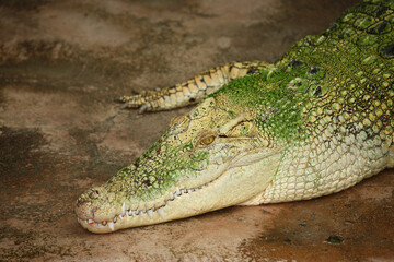 Weißes Leistenkrokodil / White saltwater crocodile / Crocodylus porosus
