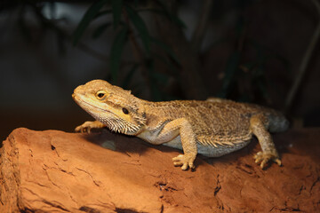Streifenköpfige Bartagame / Central bearded agama / Pagona vitticeps