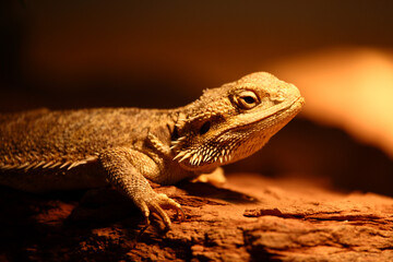 Streifenköpfige Bartagame / Central bearded agama / Pagona vitticeps