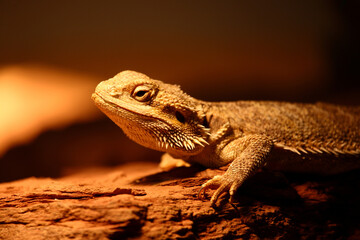 Streifenköpfige Bartagame / Central bearded agama / Pagona vitticeps