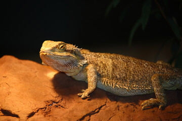 Streifenköpfige Bartagame / Central bearded agama / Pagona vitticeps