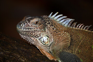 Grüner Leguan / Green iguana / Iguana iguana