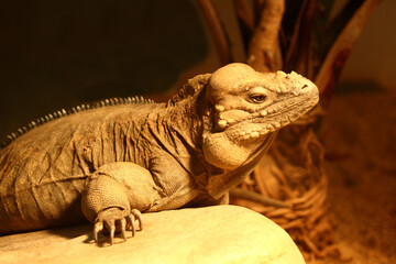 Nashornleguan / Rhinoceros iguana / Cyclura cornuta