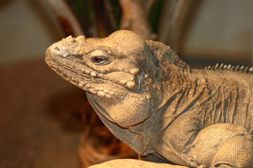 Nashornleguan / Rhinoceros iguana / Cyclura cornuta