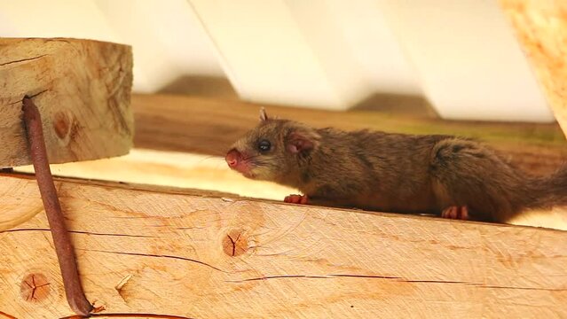 Dormouse under the roof. Squirrel tailed dormouse on wooden beam, Myoxus, Edible dormouse