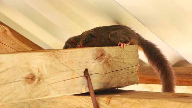 Dormouse under the roof. Squirrel tailed dormouse on wooden beam, Myoxus, Edible dormouse