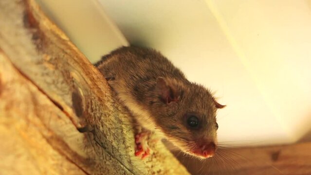 Dormouse under the roof. Squirrel tailed dormouse on wooden beam, Myoxus, Edible dormouse