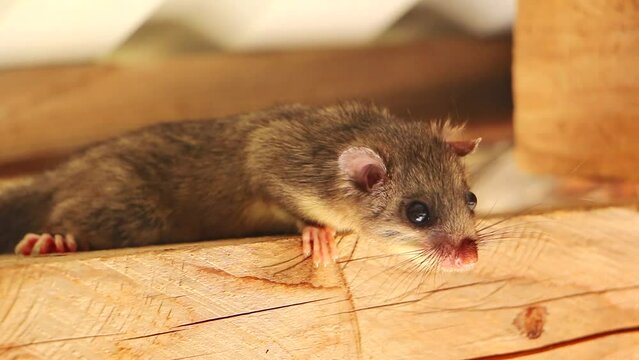 Dormouse under the roof. Squirrel tailed dormouse on wooden beam, Myoxus, Edible dormouse