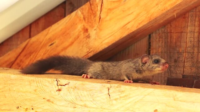 Dormouse under the roof. Squirrel tailed dormouse on wooden beam, Myoxus, Edible dormouse