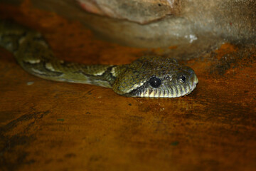 Madagaskar-Hundskopfboa / Madagascar tree boa / Sanzinia madagascariensis