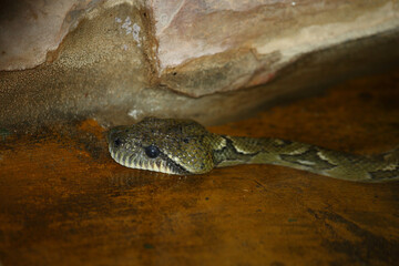 Madagaskar-Hundskopfboa / Madagascar tree boa / Sanzinia madagascariensis
