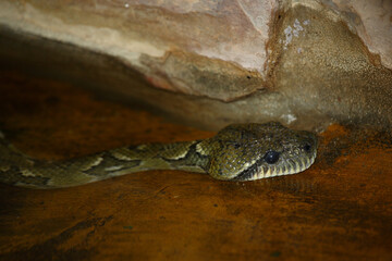 Madagaskar-Hundskopfboa / Madagascar tree boa / Sanzinia madagascariensis