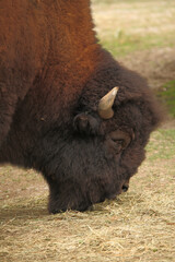 Amerikanischer Bison / American bison / Bison bison - Bos bison