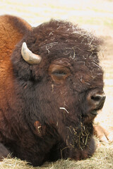 Amerikanischer Bison / American bison / Bison bison - Bos bison