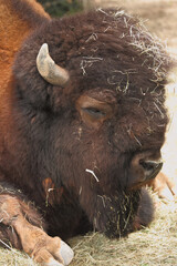 Amerikanischer Bison / American bison / Bison bison - Bos bison