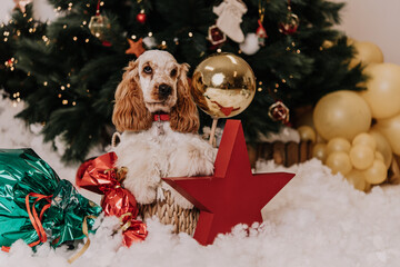 Christmas cocker spaniel
