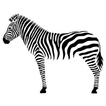 Zebra silhouette, side view, black and white illustration over a transparent background, PNG image