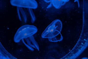 Obraz na płótnie Canvas jellyfish at aquarium, dangerous animals