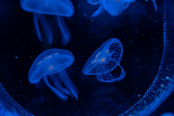 jellyfish at aquarium, dangerous animals