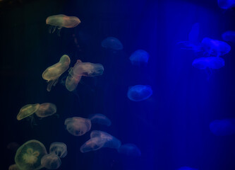 Naklejka na ściany i meble jellyfish at aquarium, dangerous animals