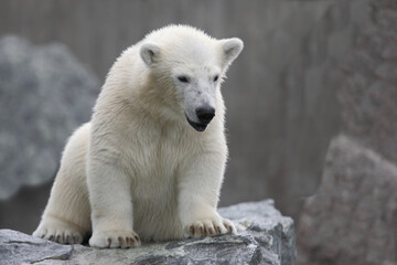 Eisbär / Polar bear / Ursus maritimus